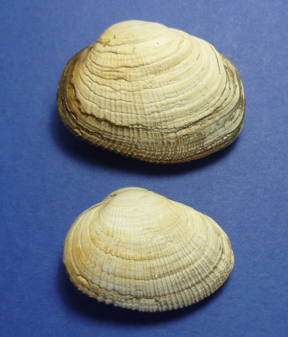 Eastonia rugosa